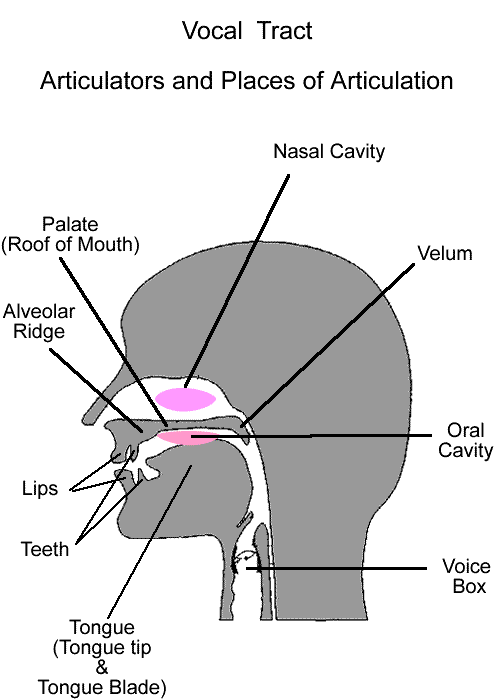 vocal tract and articulators for speech
